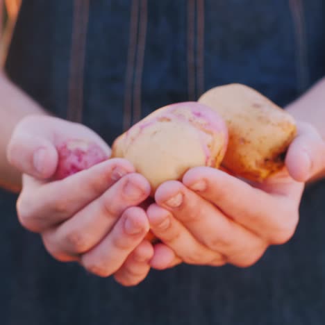 farmer's hands show a few potatoes from the new crop