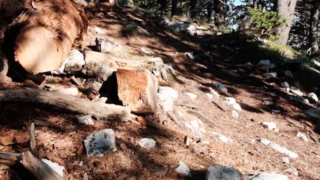 tirando troncos a mano en el bosque - cámara lenta