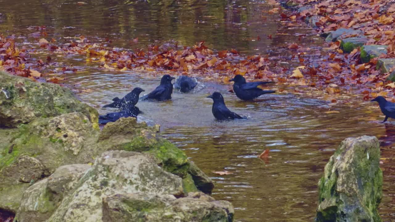 Cornacchie che fanno il bagno e sbattono le ali insieme in acque poco profonde circondate da foglie autunnali