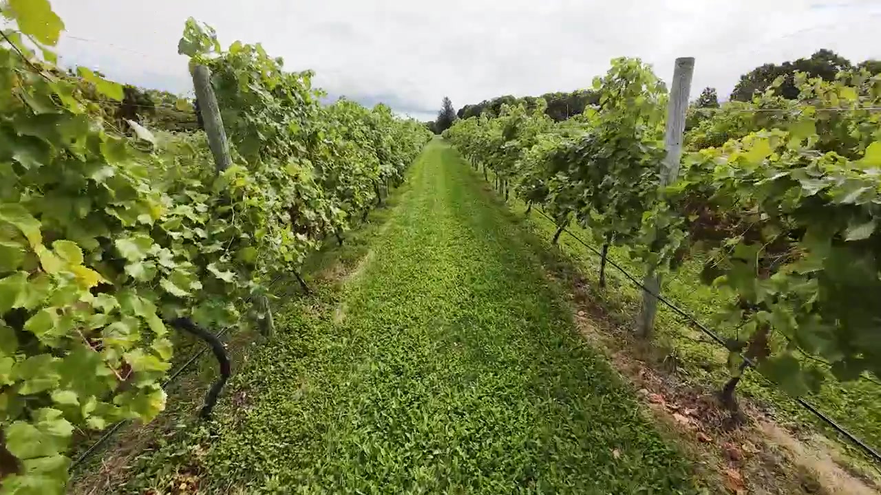 Un vigneto nella contea di Door, Wisconsin, con uva pronta per la vendemmia a fine settembre