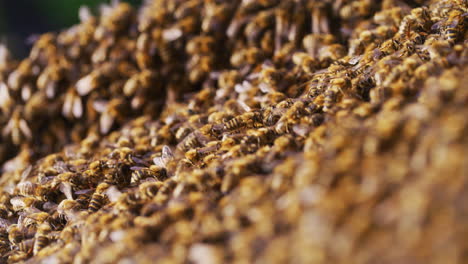 Primer-Plano-De-Abejas-Carniolanas-En-Apiario.