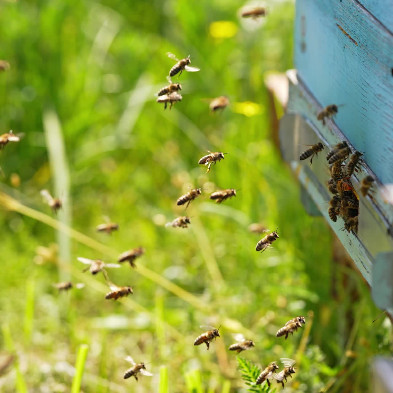 Busy bees coming back with pollen to their hive. Some insects hovering in the air waiting for their turn to come in. Side view. Green grass blurred backdrop