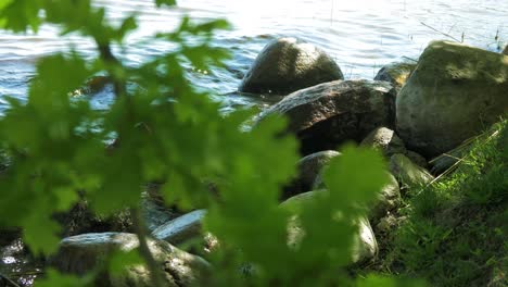 Beautiful-view-of-a-Lake-Usma-shore-on-a-sunny-summer-day,-distant-islands-with-lush-green-forest,-rural-landscape,-coast-with-stones,-out-of-focus-oak-tree-branches,-medium-closeup-shot