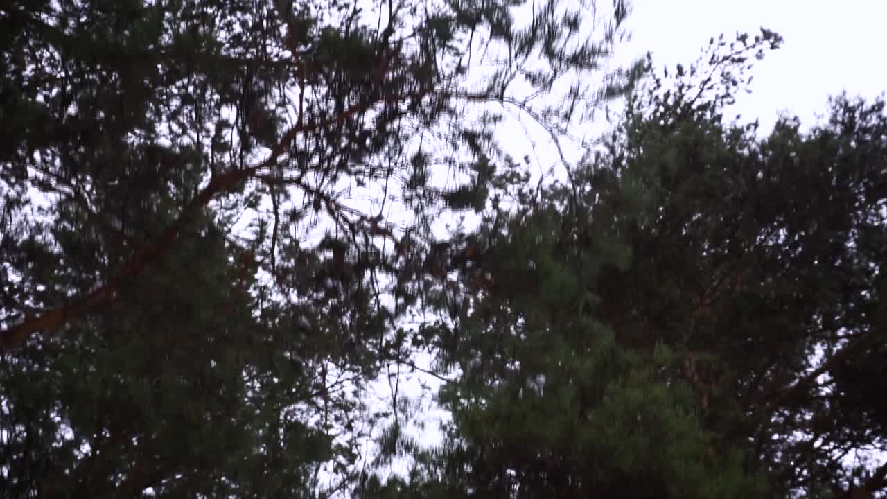 소나무를 올려다 보며