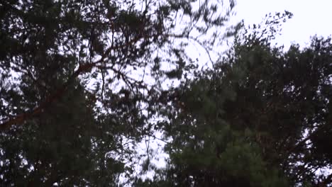 looking up at pine trees