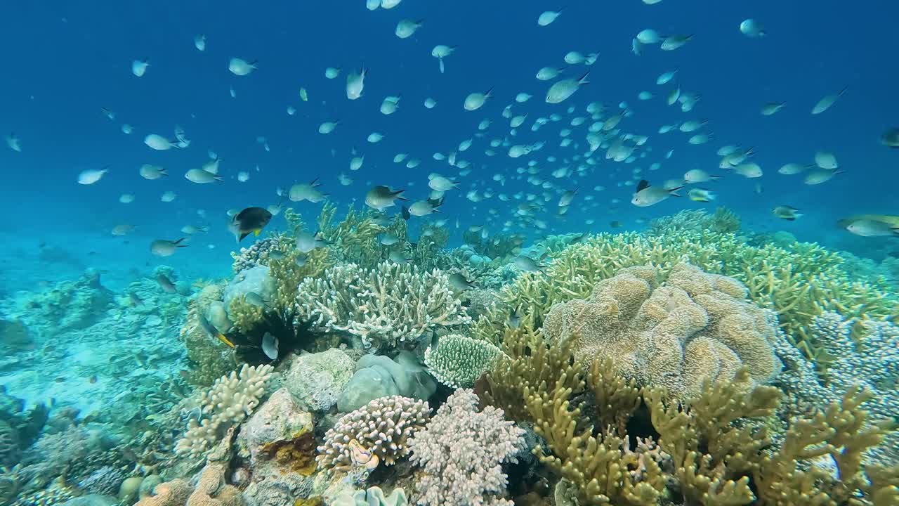 un enorme cardumen de hermosos peces damisela tropicales nadando y saltando sobre el impresionante paisaje submarino de arrecifes de coral saludables en aguas cristalinas en la isla de atauro, timor leste, sudeste de asia