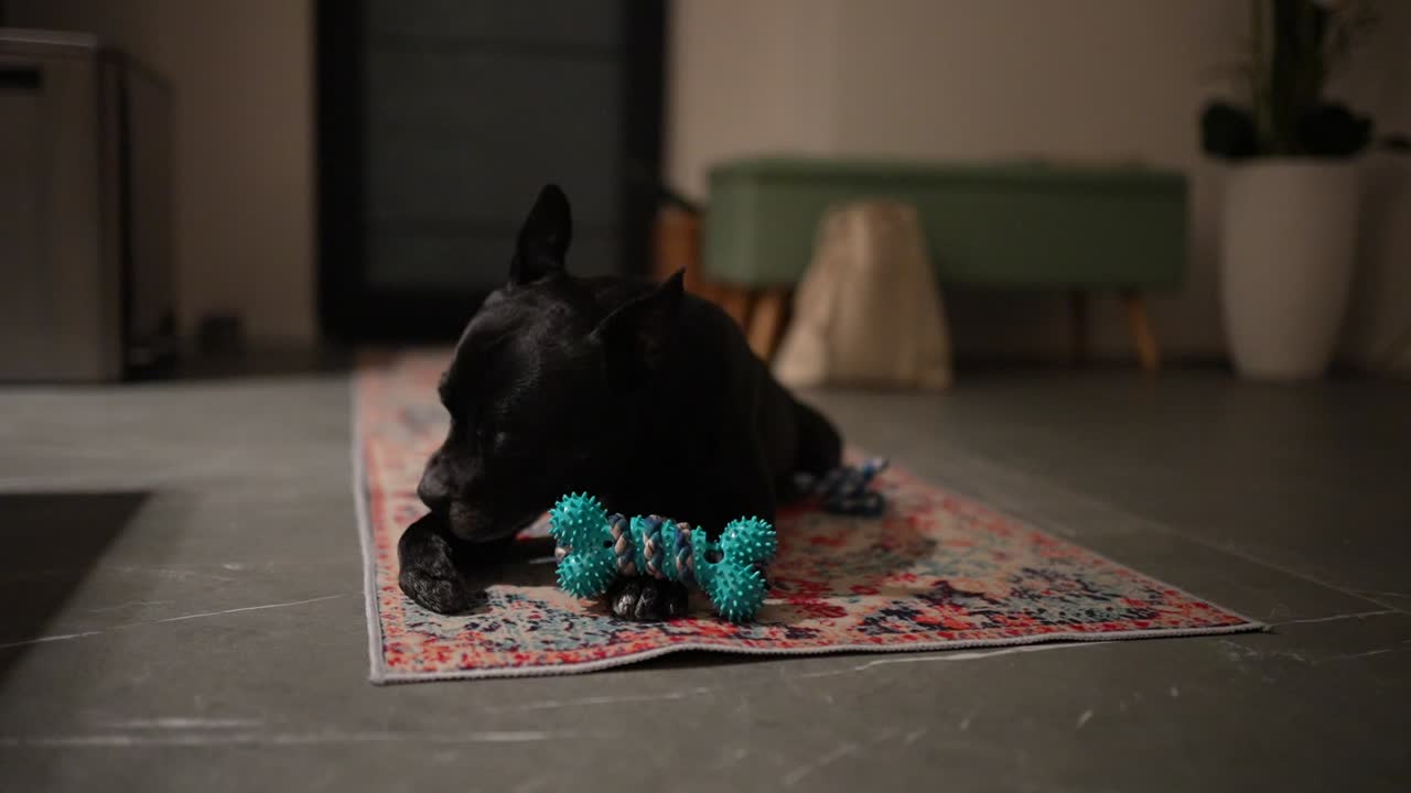 A small dog lying on a rug licking its paws.