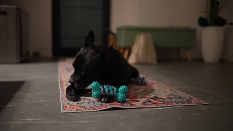 a small dog lying on a rug licking its paws.