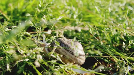 un caracol de jardín que encuentra su camino desde el sol de la mañana