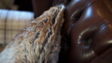 faux fur pillow sat resting on a dark red leather arm chair in old fashioned rustic farm house close up with movement to show the textures