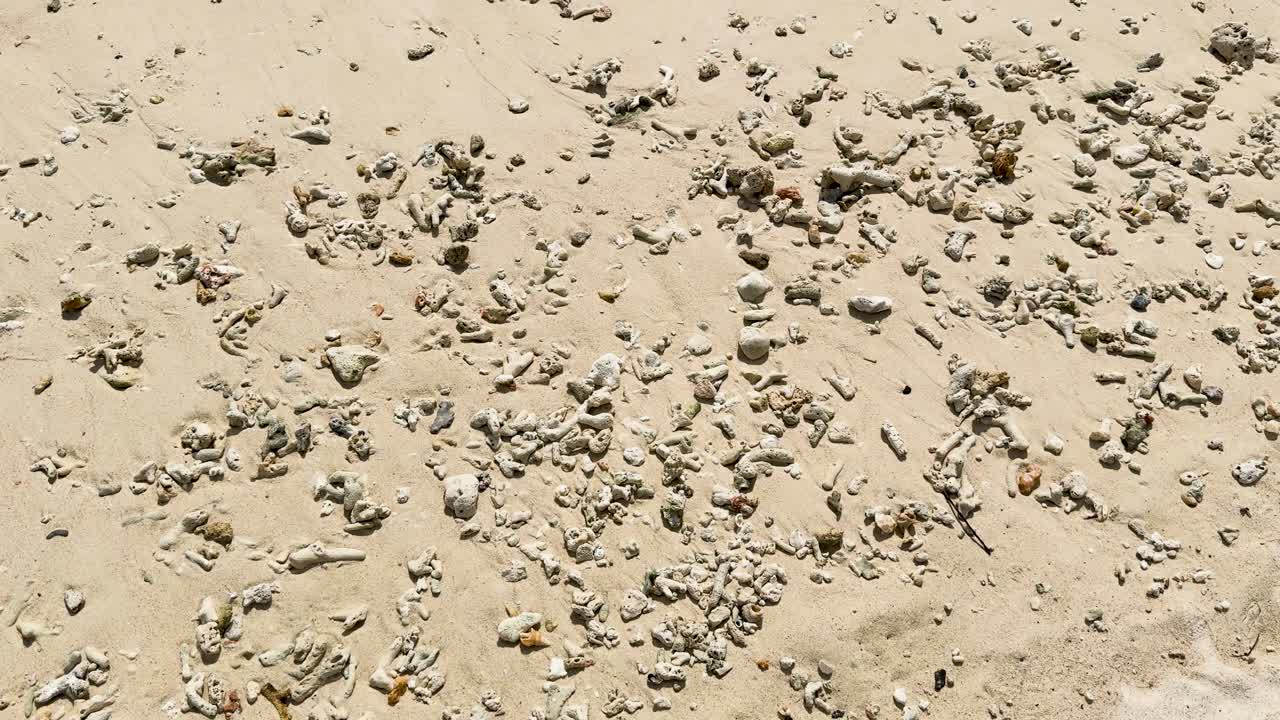 푸켓의 모래 해변에 어져 있는 산호와 조개