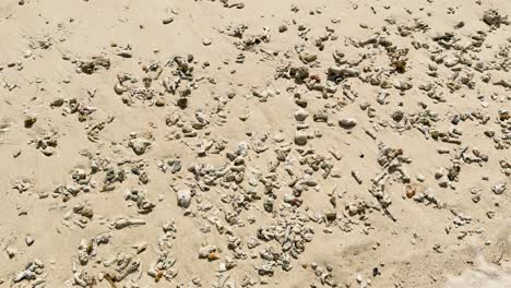 coral y conchas esparcidas en la playa de arena en phuket