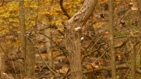 yellow bushbird on treetrunk closeup