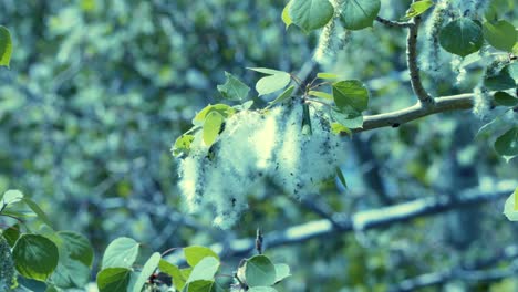 Pappelkätzchen-Geben-Samenflaum-In-Den-Wind-Ab,-Um-Sich-Zu-Vermehren