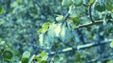 poplar tree catkin releases seed fluff into the breeze to propagate