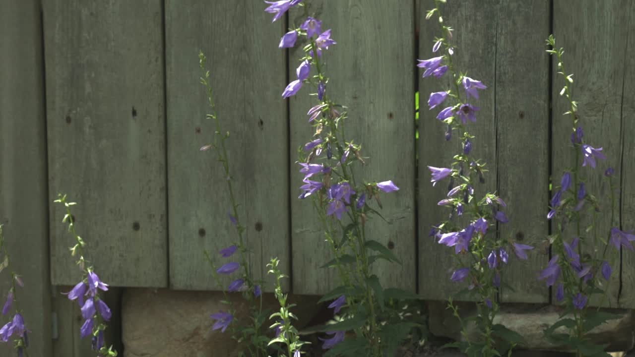 화창한 날 아름다운 굴뚝 도라지 식물 주위를 날아다니는 벌 - 풀샷