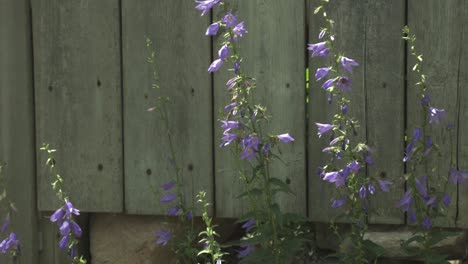 Eine-Biene,-Die-An-Einem-Sonnigen-Tag-Um-Die-Schönen-Schornsteinglockenblumen-Herumfliegt---Ganzer-Schuss