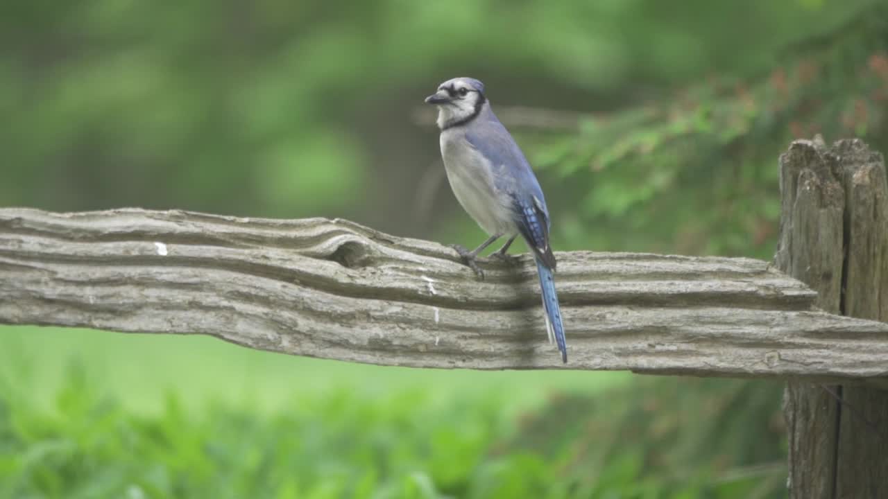 아름다운 캐나다 블루 제이 비행, 비행 중인 새
