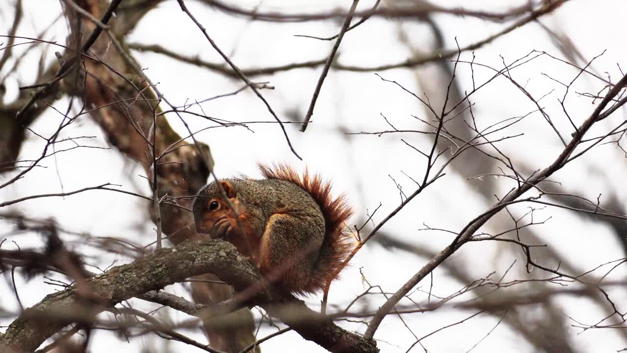 toma manual en cámara lenta de una ardilla roja bebé comiendo una nuez en un árbol
