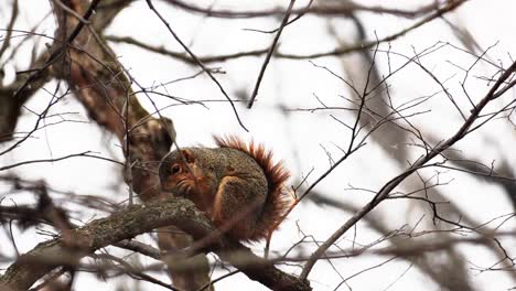 hand-held slow-motion shot of a baby red squirrel eating a nut in a tree