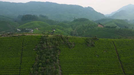 aerial drone shot of munnar’s majestic tea plantations framing the mountainous terrain