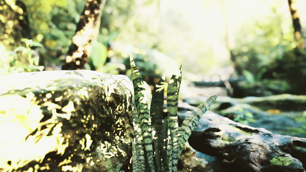 Lush green ferns growing on a sunlit stone by a peaceful forest stream