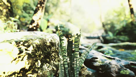 lush green ferns growing on a sunlit stone by a peaceful forest stream