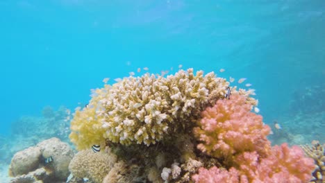 Escuela-De-Pequeños-Peces-Azules-Cerca-De-Coral-Acropora-En-El-Fondo-Del-Mar-Rojo,-Cámara-Lenta