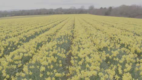 low reverse flyover through luscious fully bloomed daffodil flowers in a vast flower farm in ireland. the perfect rows are in sight as the flowers wiggle as the camera passes