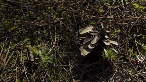 4K-close-up-on-two-baby-pine-trees-growing-up-in-the-middle-of-the-pine-needles-with-and-old-pine-cone-next-to-one-of-the-baby-pine-trees