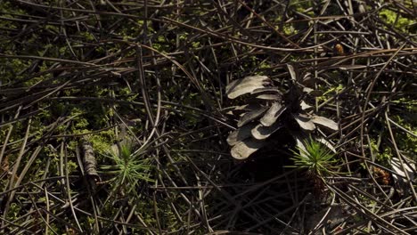 4k de cerca en dos pinos que crecen en medio de las agujas de pino con una vieja piña al lado de uno de los pinos