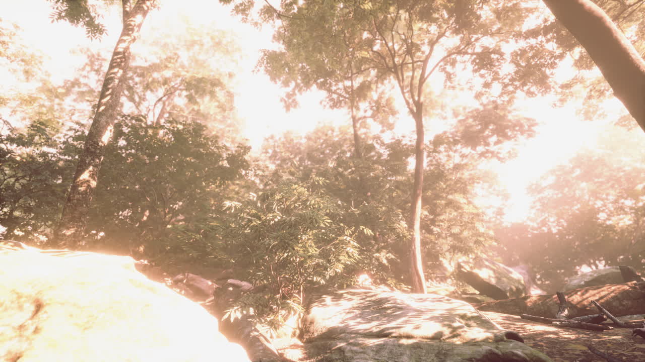 아침에 태양 광선과 렌즈 플레어와 함께 다채로운 신비로운 숲