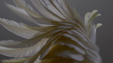 close-up of white feathers