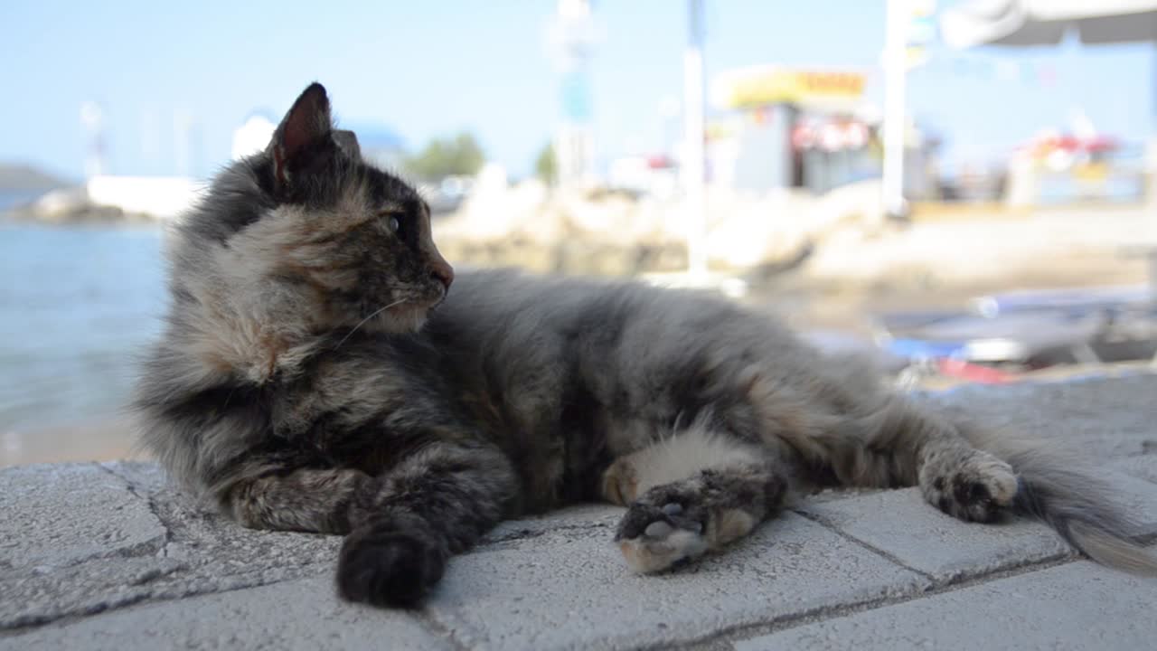 Cat lying on pavement with sea and boats in background