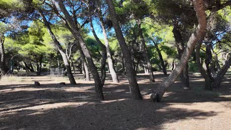 Caminando-En-El-Bosque-De-Pinos