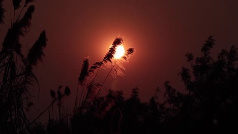 Silhouette-Grasblume-Auf-Dem-Sonnenuntergang-1