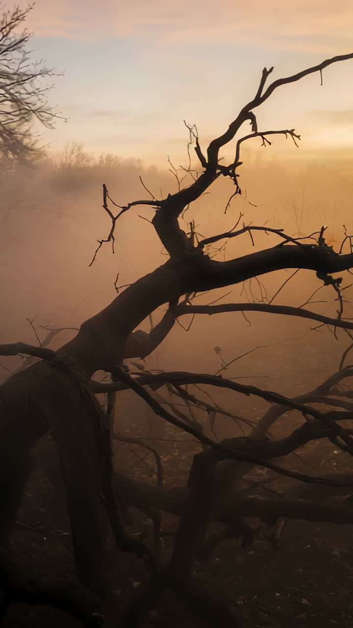 Video verticale: sole nascente che illumina il tronco di un albero caduto e rami contorti in una radura nebbiosa