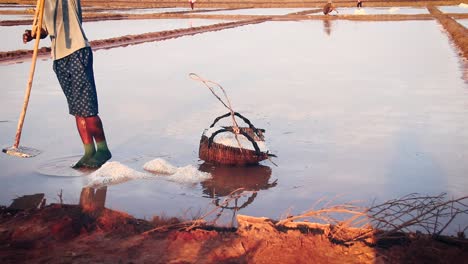 A-man-gathering-and-carrying-salt-in-a-woven-basket-during-the-harvest-season-in-the-Salt-fields-of-Kampot,-Cambodia