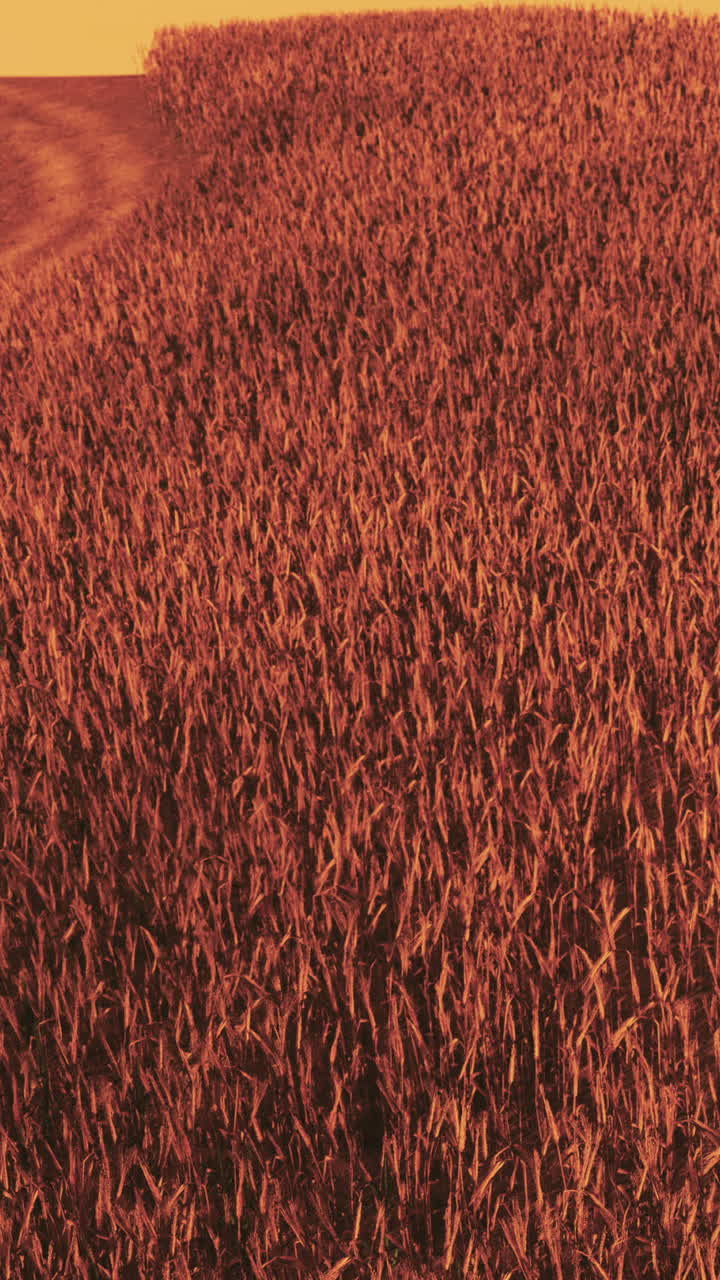 Campo de trigo dorado