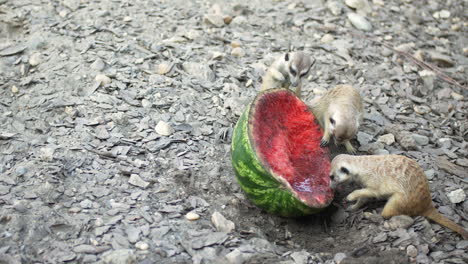 meerkat eating watermelon a sunny day