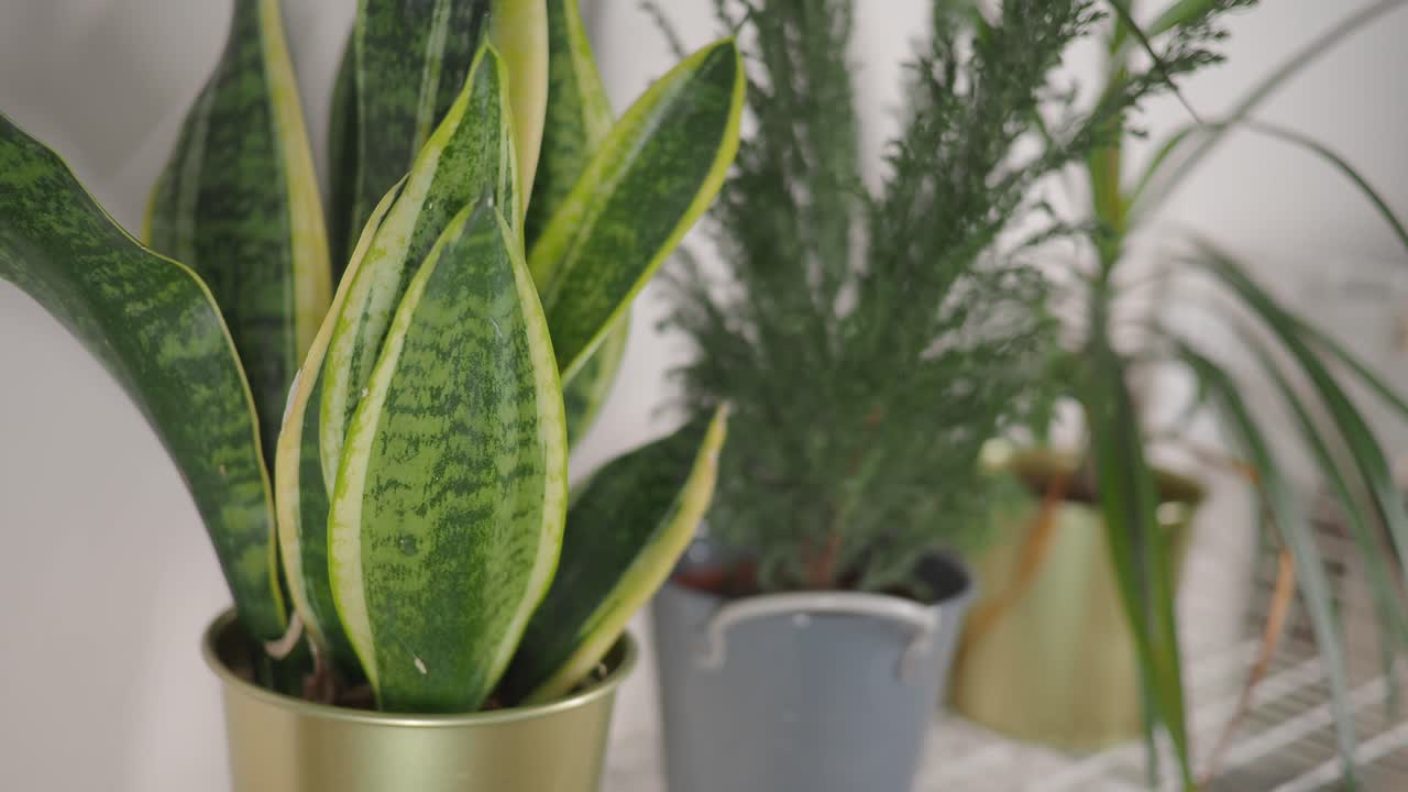 Primo piano di una sansevieria in vaso con foglie verdi