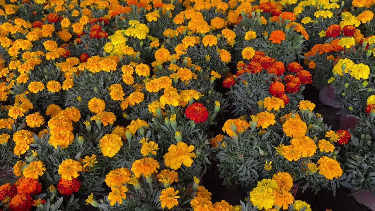 Beautiful Marigolds in Full Bloom