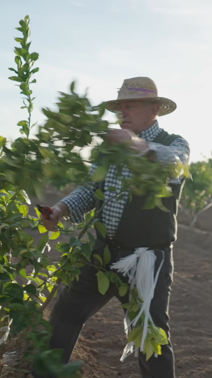 A mature farmer tending to young plants in a sunlit field