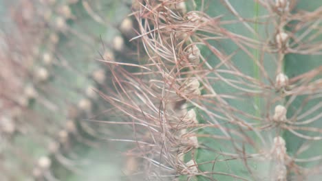 closeup of an australian cactus sharp cactus needles a wild plant in the desert closeup of an australian cactus sharp cactus needles a wild plant in the desert