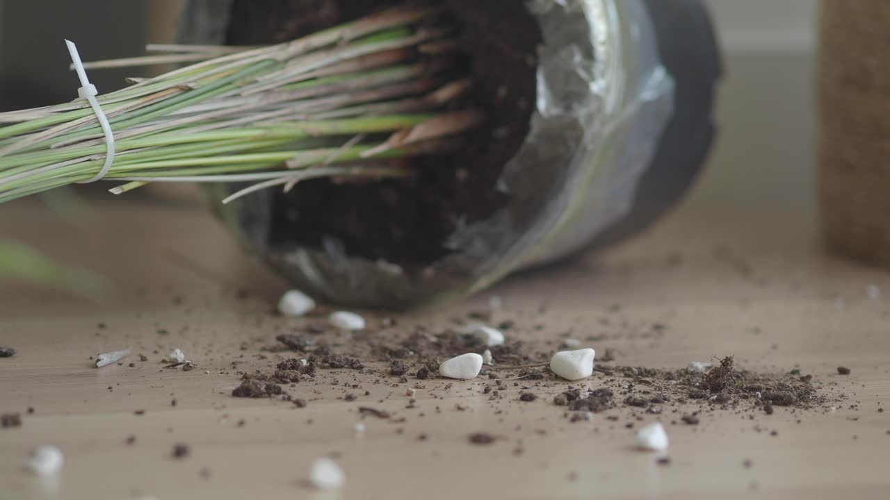 Houseplant and Spilled Soil on Wooden Floor
