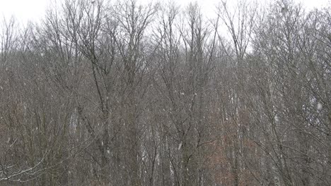 snowing over tree branches, cold weather close to the holidays