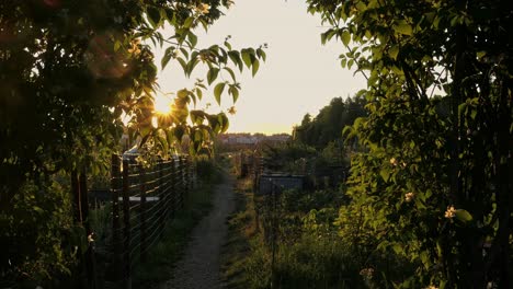 golden hour at garden, sun rays break through tree foliage at sunset