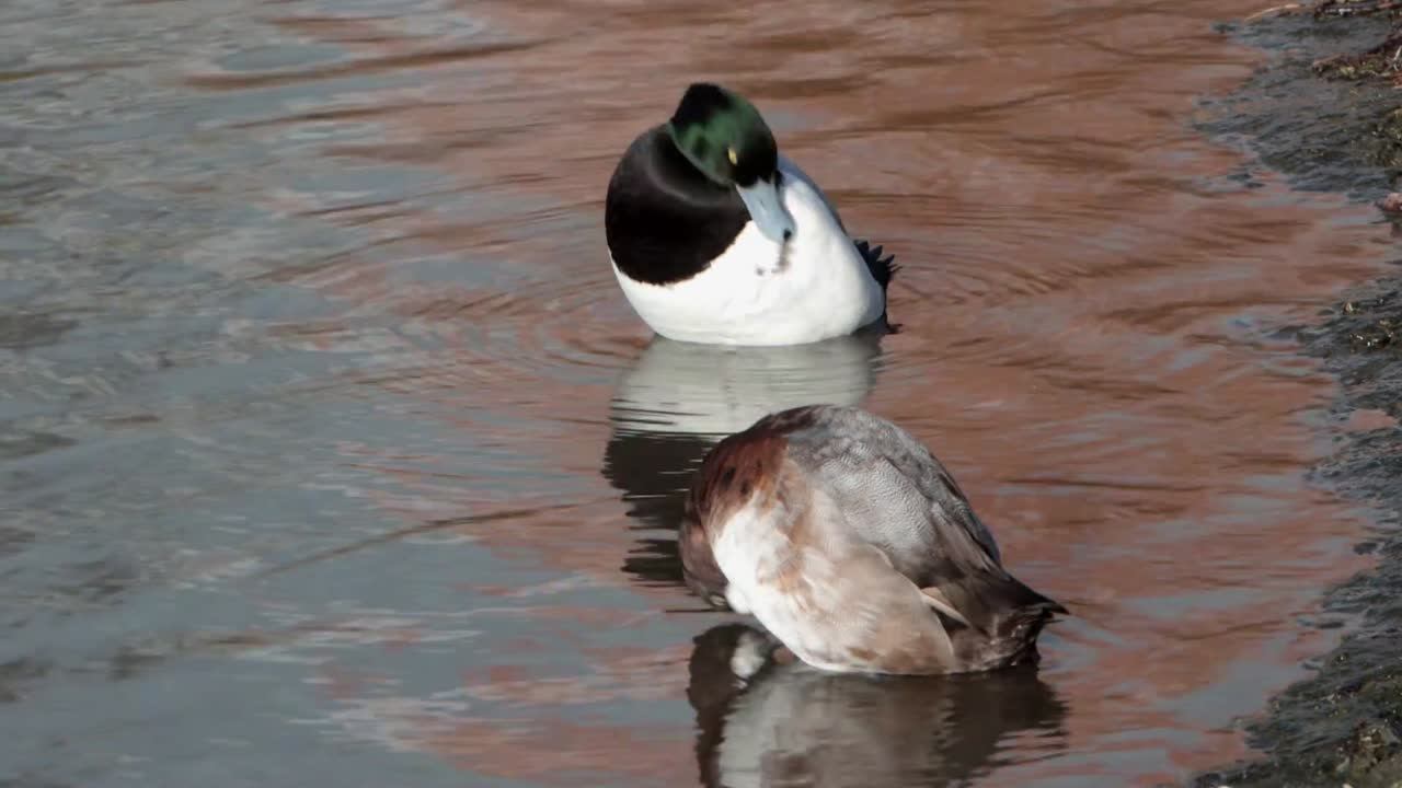 A male and female Greater Scaup, Aythya marila, preening at edge of a lake. Winter