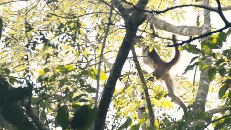 a mono arana spider monkey swinging with its long limbs from branch to branch in mayan forest in riviera maya, mexico