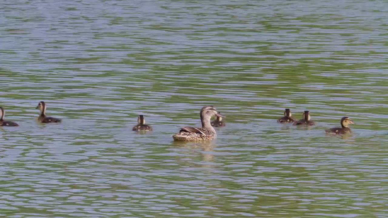 Mamma anatra scivola tranquillamente con i suoi anatroccoli accanto. L'acqua increspa dolcemente mentre la famiglia nuota insieme. Una tonalità verdastra riflette un habitat naturale e pacifico